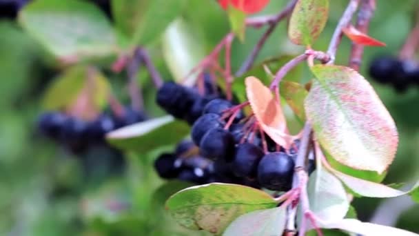 Ώριμα Φρέσκα Μούρα Από Chokeberry Στα Κλαδιά Των Θάμνων Aronia — Αρχείο Βίντεο