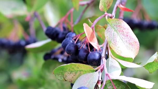 Bayas Frescas Maduras Chokeberry Las Ramas Del Arbusto Aronia — Vídeos de Stock