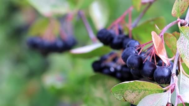 黑楸灌木枝上 Chokeberry 成熟鲜浆果的研究 — 图库视频影像
