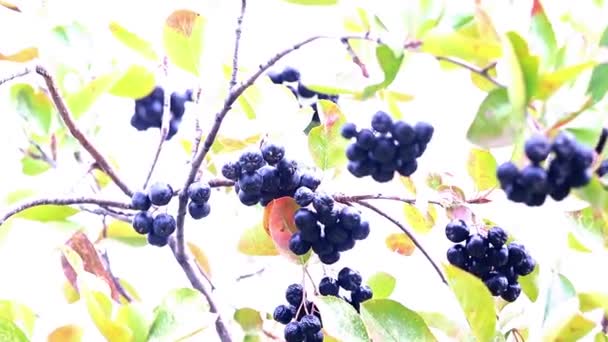 Chokeberry Aronia Çalı Dalları Üzerinde Olgunlaşmış Taze Çilek — Stok video