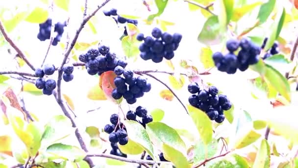Ripe fresh berries of chokeberry on the branches of Aronia shrub — Stock Footage Ripe Fresh Berries Chokeberry Branches Aronia Shrub Video Clip