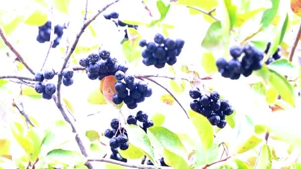 Ripe fresh berries of chokeberry on the branches of Aronia shrub — Stock Footage Ripe Fresh Berries Chokeberry Branches Aronia Shrub Stock Footage