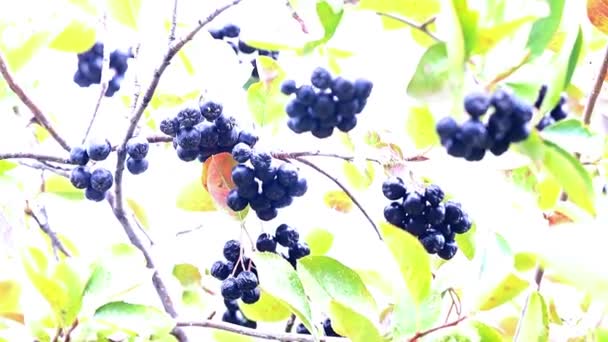 Reife Frische Beeren Der Aronia Auf Den Zweigen Des Aronia — Stockvideo