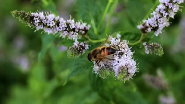 Ape Selvatica Raccoglie Fresco Nettare Floreale Giardino Menta Piperita — Video Stock