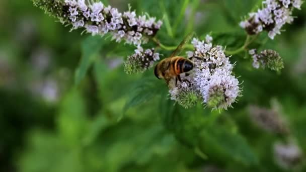 Vilda Biet Samlar Färska Blommor Nektar Från Trädgården Pepparmynta — Stockvideo