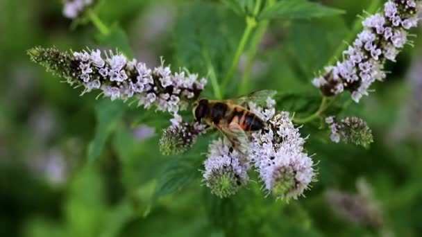 野生の蜂が庭のペパーミントから新鮮な花の蜜を収集します — ストック動画