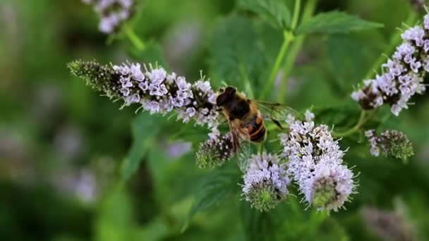 Dzikie Pszczoły Zbiera Świeży Kwiatowy Nektar Mięty Pieprzowej Ogród — Wideo stockowe