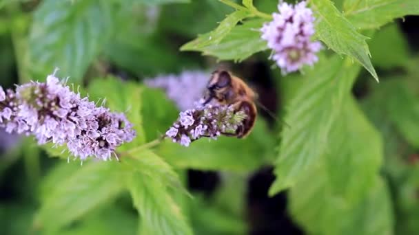 Άγρια Μέλισσα Συλλέγει Φρέσκος Νέκταρ Λουλουδιών Από Κήπος Μέντα — Αρχείο Βίντεο
