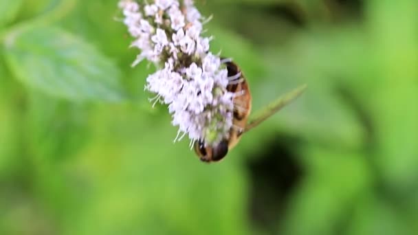 Άγρια Μέλισσα Συλλέγει Φρέσκος Νέκταρ Λουλουδιών Από Κήπος Μέντα — Αρχείο Βίντεο