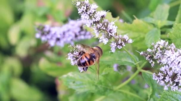Dzikie Pszczoły Zbiera Świeży Kwiatowy Nektar Mięty Pieprzowej Ogród — Wideo stockowe