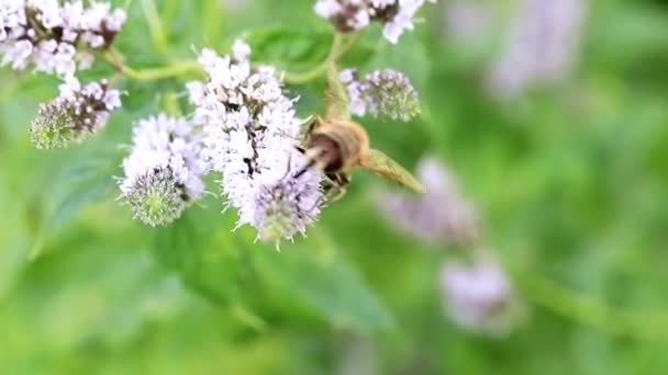 Ape Selvatica Raccoglie Fresco Nettare Floreale Giardino Menta Piperita — Video Stock