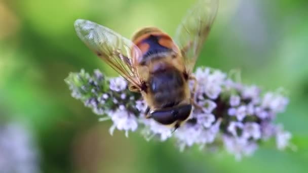 野生の蜂が庭のペパーミントから新鮮な花の蜜を収集します — ストック動画