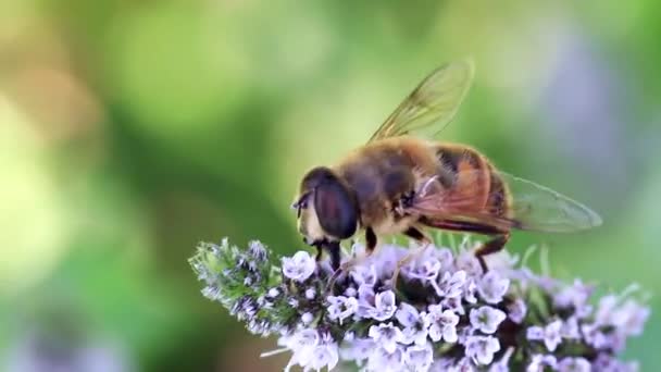 Wildbiene Sammelt Frischen Blütennektar Aus Garten Pfefferminze — Stockvideo