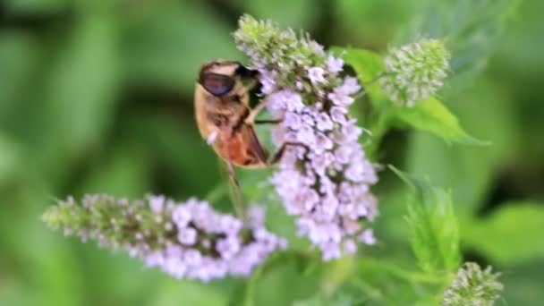 Wildbiene Sammelt Frischen Blütennektar Aus Garten Pfefferminze — Stockvideo