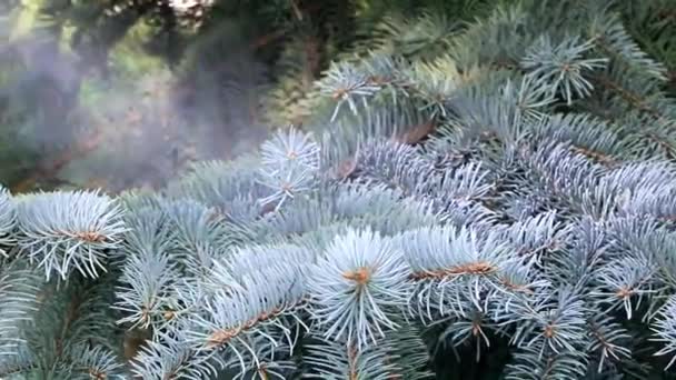 Большие Ветви Зеленой Ели Хвойных Зимних Лесах — стоковое видео