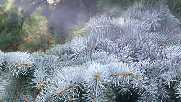 Μεγάλους Κλάδους Της Πράσινο Έλατο Στο Δάσος Κωνοφόρων Χειμώνα — Αρχείο Βίντεο