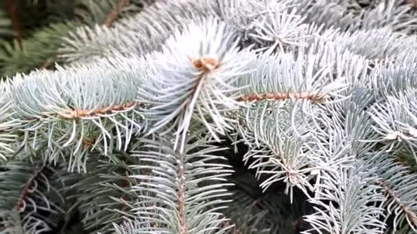 針葉樹の冬の森の緑のトウヒの大きな枝 — ストック動画