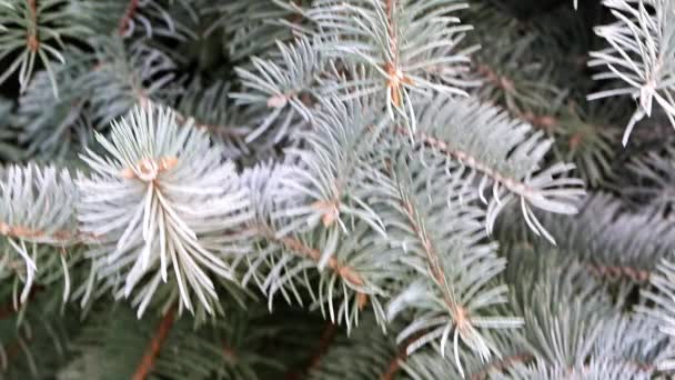 Grote Takken Van Groene Spar Het Naaldhout Winter Forest — Stockvideo