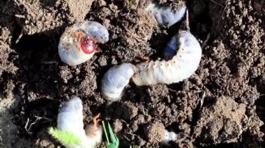 büyük bahçe böcek larvaları böcekleri çim toprak yüzeyinde