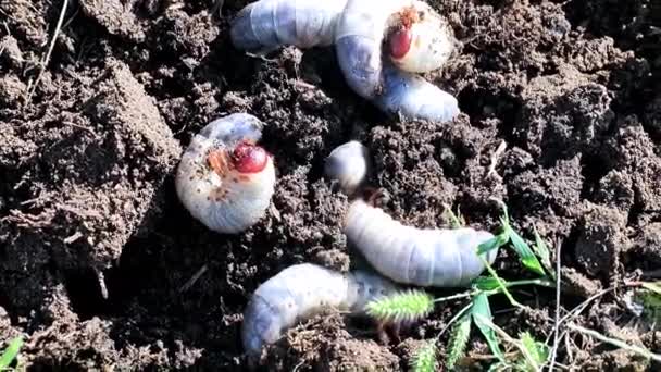 Large Larvae Garden Pest Beetles Surface Lawn Soil — Stock Video