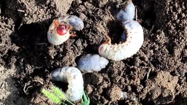 Große Larven Von Gartenschädlingen Auf Der Oberfläche Des Rasenbodens — Stockvideo