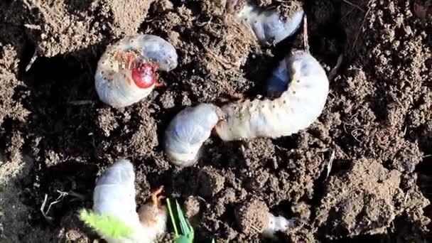 Larva Besar Kumbang Hama Taman Permukaan Tanah Rumput — Stok Video