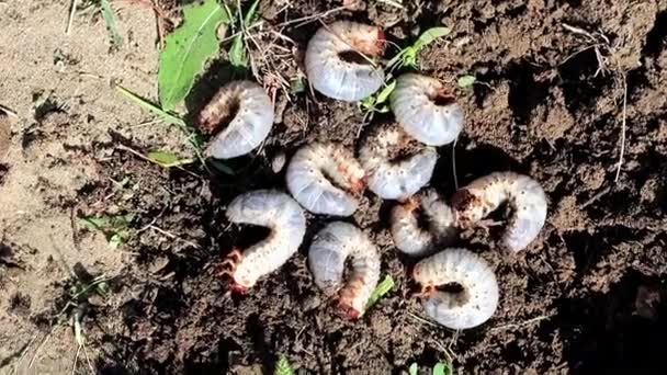 Große Larven Von Gartenschädlingen Auf Der Oberfläche Des Rasenbodens — Stockvideo