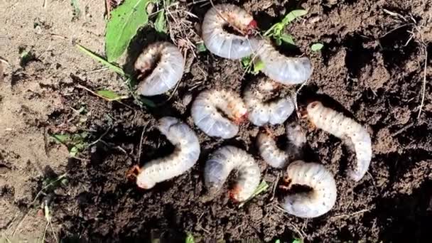Large Larvae Garden Pest Beetles Surface Lawn Soil — Stock Video