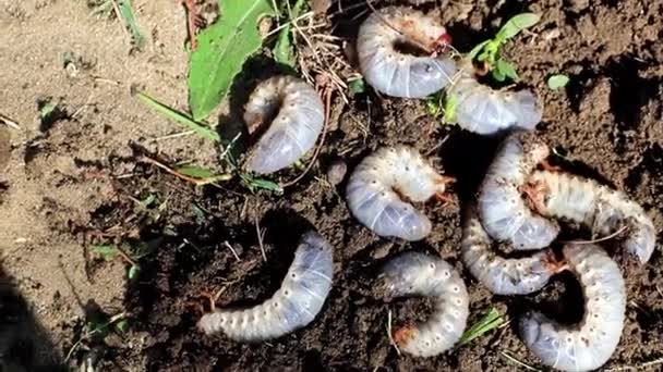 Große Larven Von Gartenschädlingen Auf Der Oberfläche Des Rasenbodens — Stockvideo