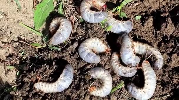 Große Larven Von Gartenschädlingen Auf Der Oberfläche Des Rasenbodens — Stockvideo