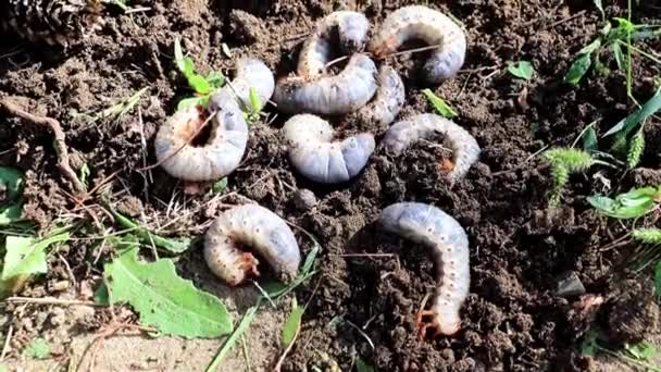 芝生の土の表面に突き出ている庭の害虫の大きな幼虫 — ストック動画
