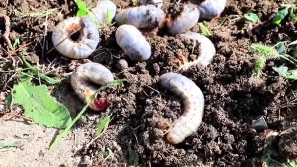 Büyük Bahçe Böcek Larvaları Böcekleri Çim Toprak Yüzeyinde — Stok video