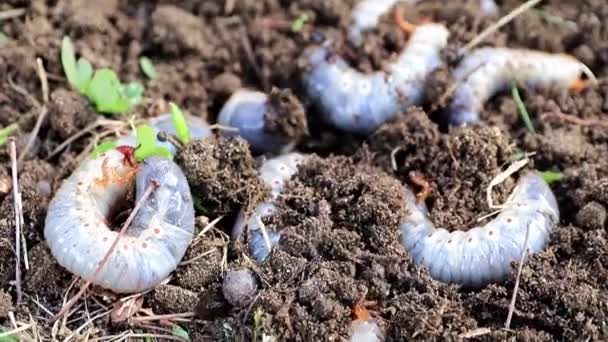 Große Larven Von Gartenschädlingen Auf Der Oberfläche Des Rasenbodens — Stockvideo