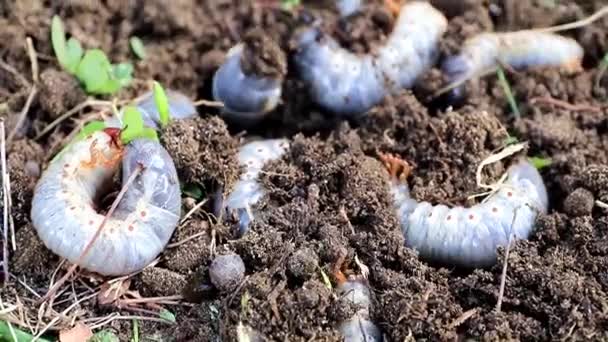 Larvas Grandes Besouros Praga Jardim Superfície Solo Gramado — Vídeo de Stock