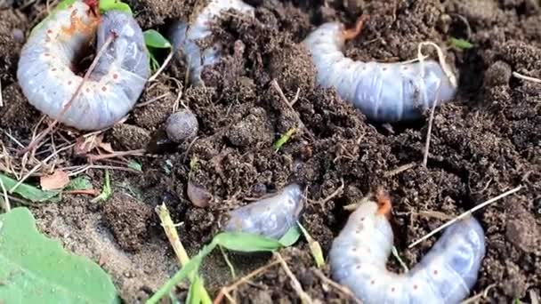 Большие Личинки Садовых Жуков Вредителей Поверхности Газонной Почвы — стоковое видео