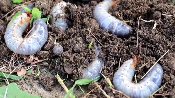 芝生の土の表面に突き出ている庭の害虫の大きな幼虫 — ストック動画