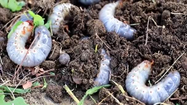 Große Larven Von Gartenschädlingen Auf Der Oberfläche Des Rasenbodens — Stockvideo