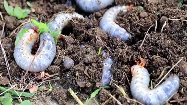 芝生の土の表面に突き出ている庭の害虫の大きな幼虫 — ストック動画