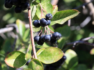 Aronia dalları üzerinde meyve olgun çilek