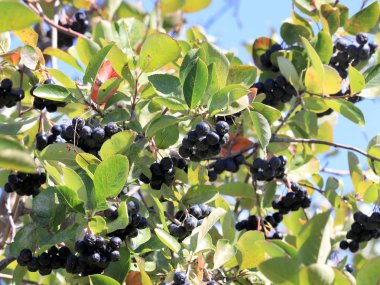 Aronia dalları üzerinde meyve olgun çilek