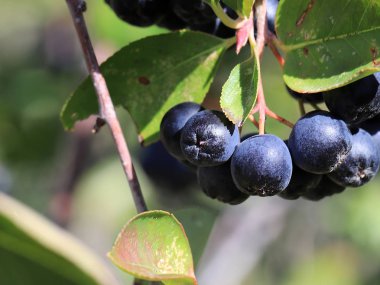 Aronia dalları üzerinde meyve olgun çilek