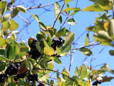 Aronia dalları üzerinde meyve olgun çilek