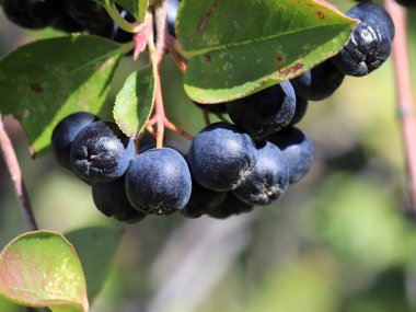 Aronia dalları üzerinde meyve olgun çilek