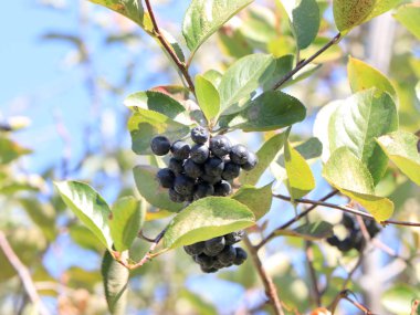Aronia dalları üzerinde meyve olgun çilek