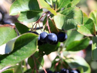 Aronia dalları üzerinde meyve olgun çilek
