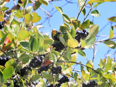 Aronia dalları üzerinde meyve olgun çilek