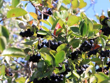 Aronia dalları üzerinde meyve olgun çilek