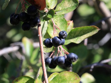 Aronia dalları üzerinde meyve olgun çilek