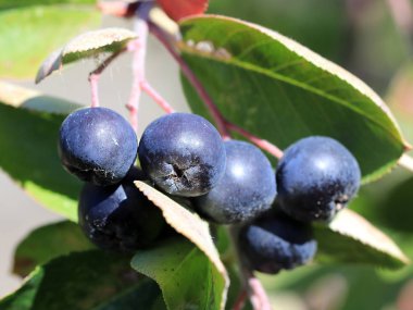 Aronia dalları üzerinde meyve olgun çilek