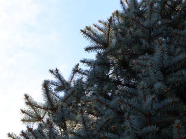 Orman kutlama bir öğesi olarak Ladin taze güzel yaprak dökmeyen dalları